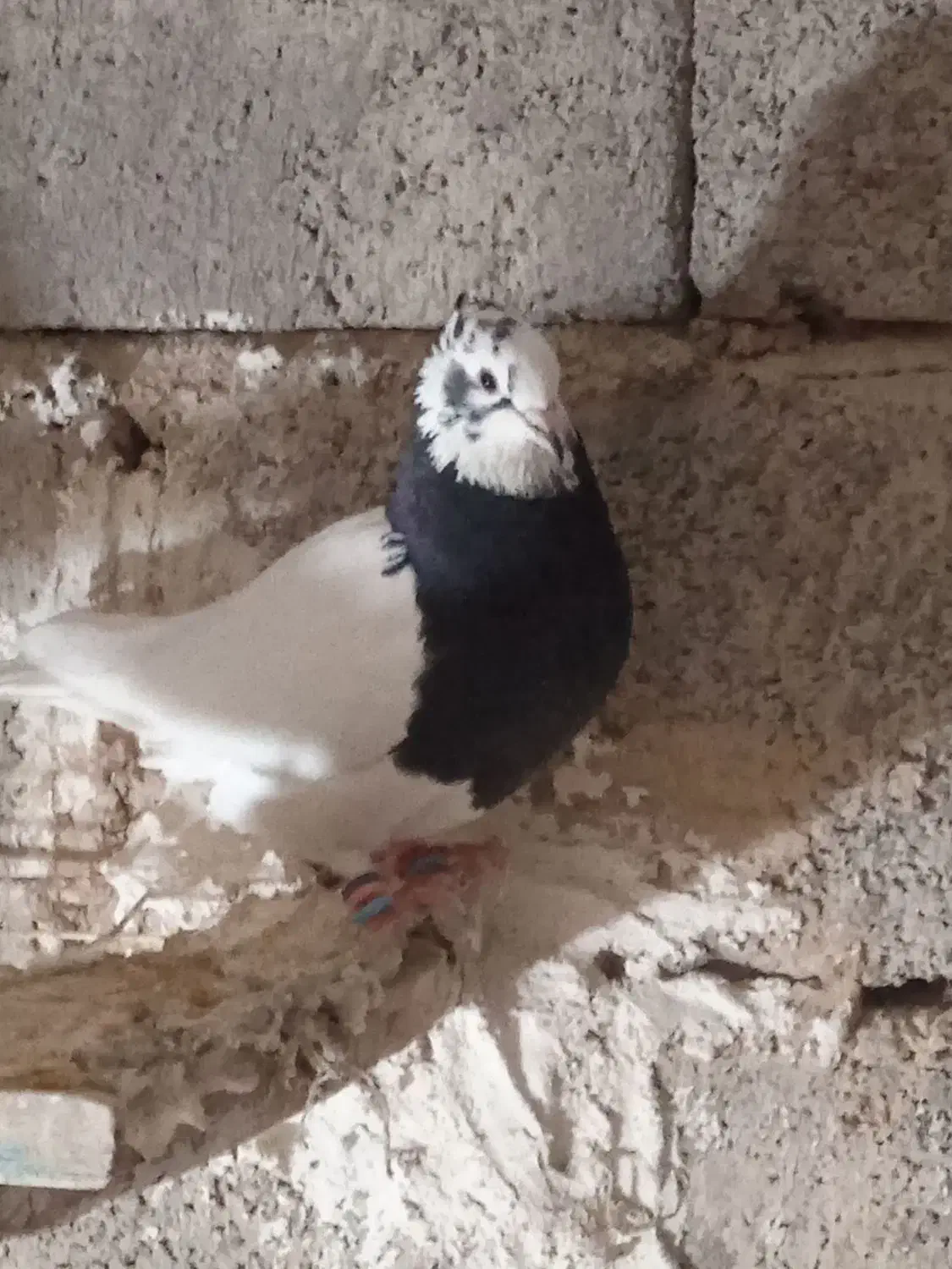 جفت طوقی|پرنده|ارسنجان, |دیوار