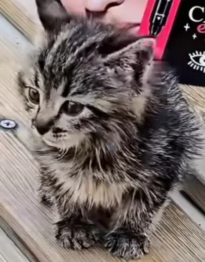 مژدگانی برای بچه گربه|گربه|آباده, |دیوار