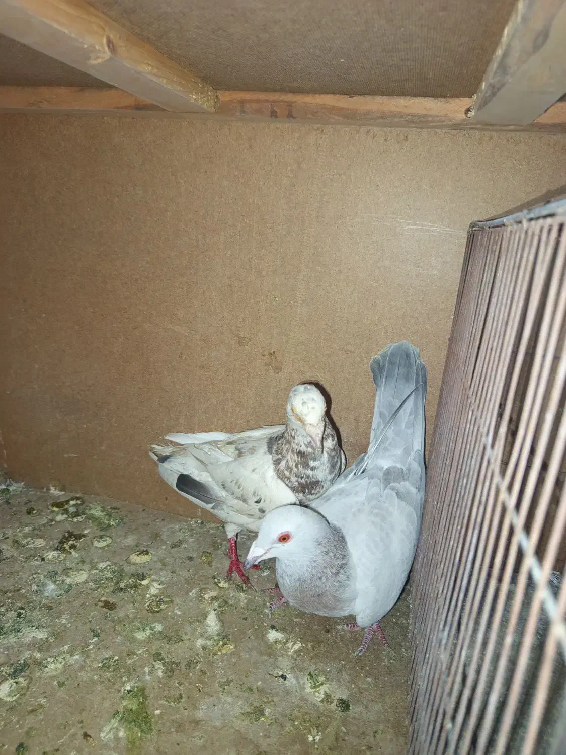 کفتر|پرنده|تربتحیدریه, مسجد جامع|دیوار