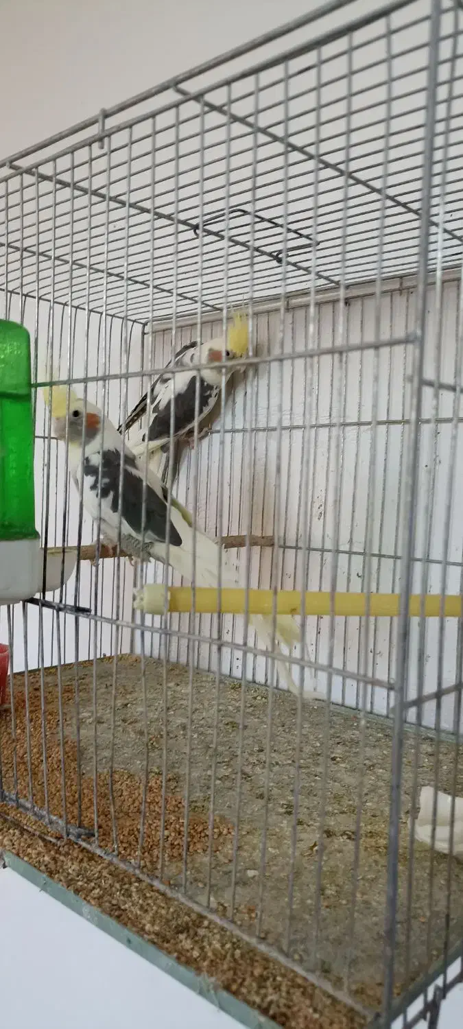 طوطی عروس|پرنده|میانه, |دیوار