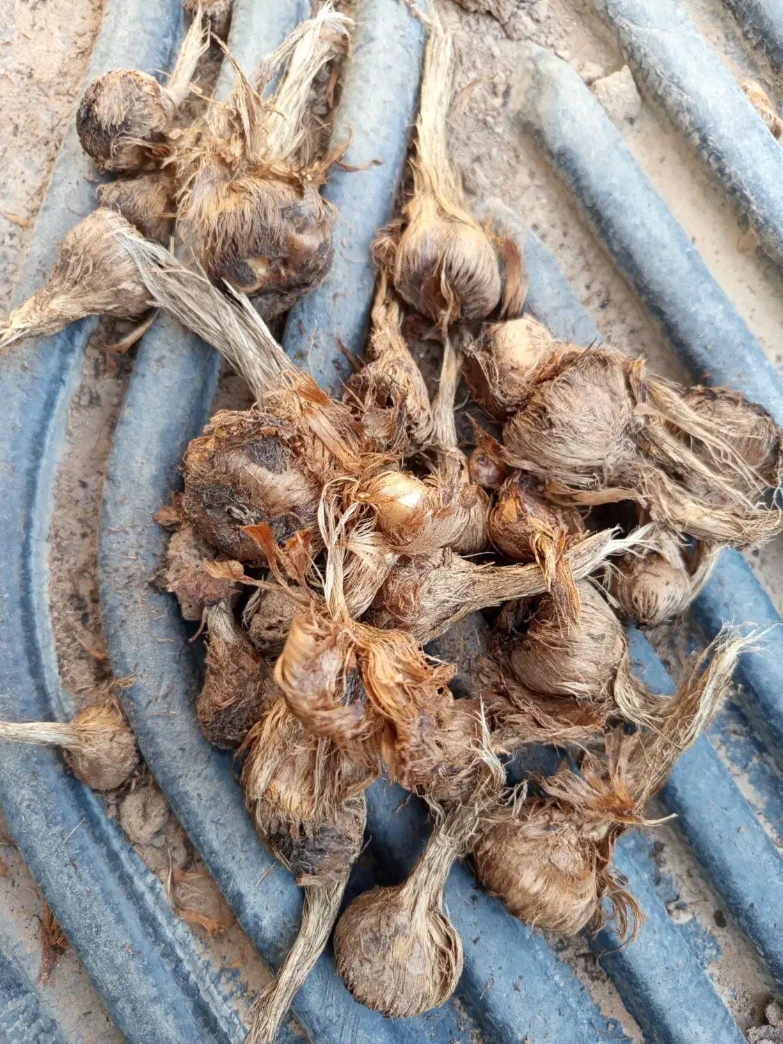 پیاز زعفران معمولی و سورت شده|خدمات باغبانی و درختکاری|سده (خراسان جنوبی), |دیوار