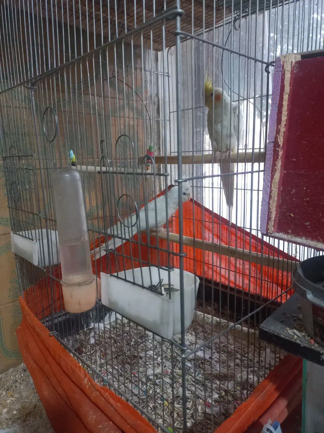 عروس هلندی جفت|پرنده|محمدشهر, محمدشهر|دیوار