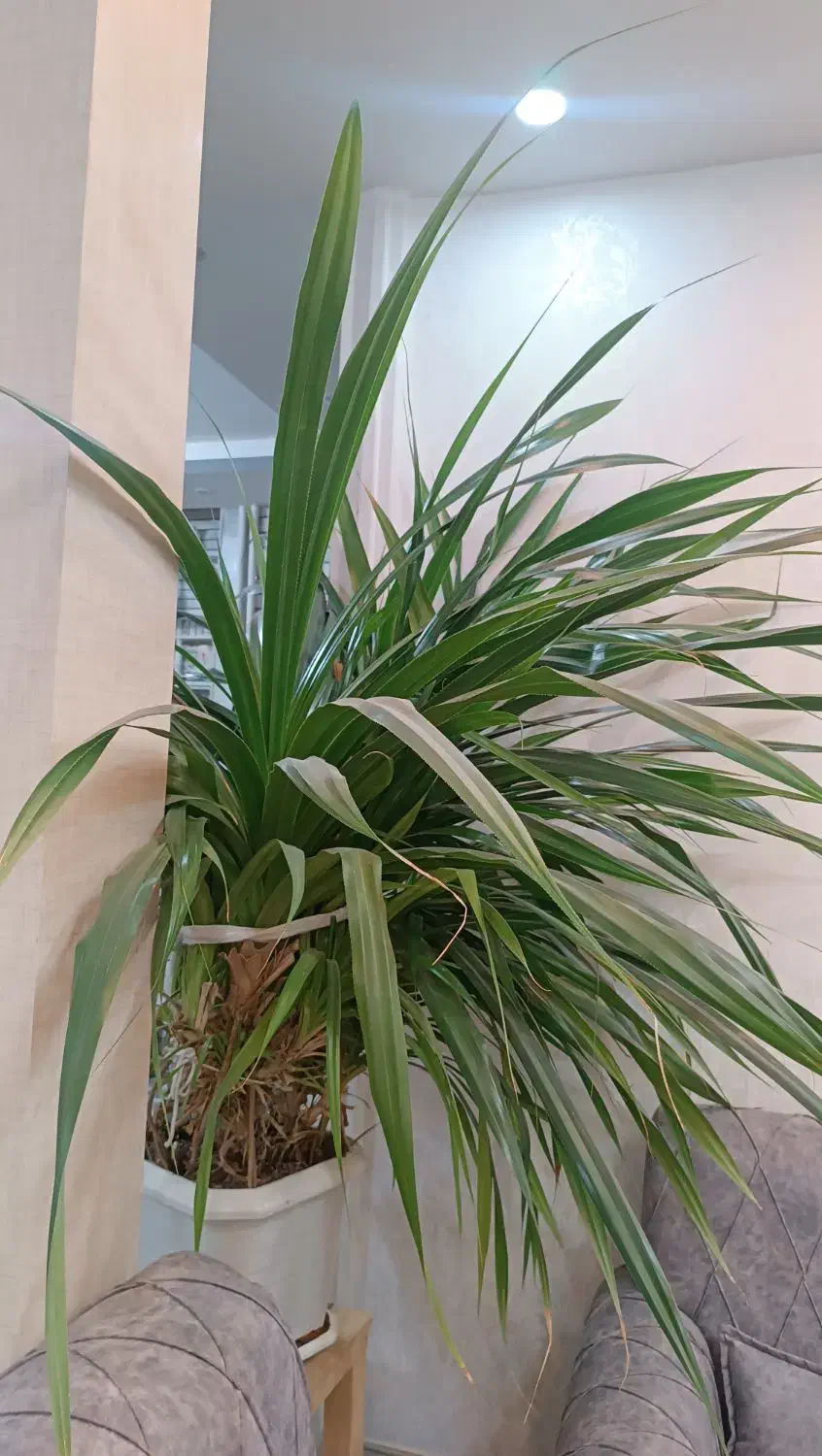 گل پاندانوس|گل و گیاه طبیعی|خمینیشهر, |دیوار