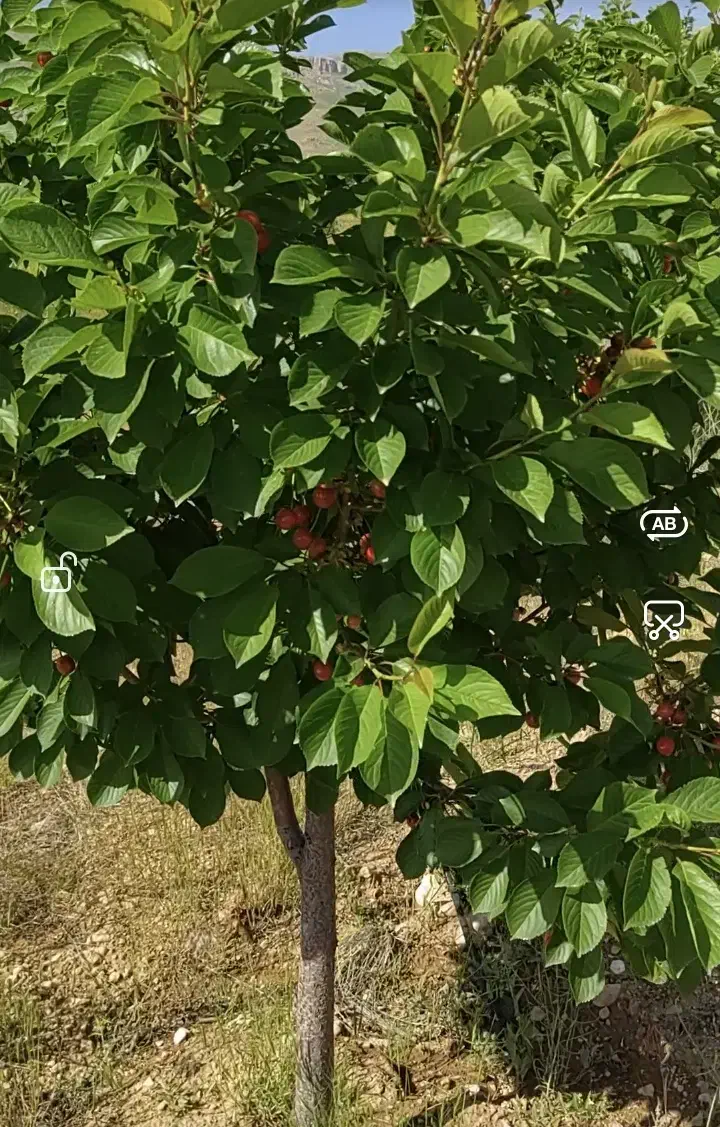 باغ 2 هکتاری در روستای زرند قیدار|فروش زمین و ملک کلنگی|سجاس رود, |دیوار