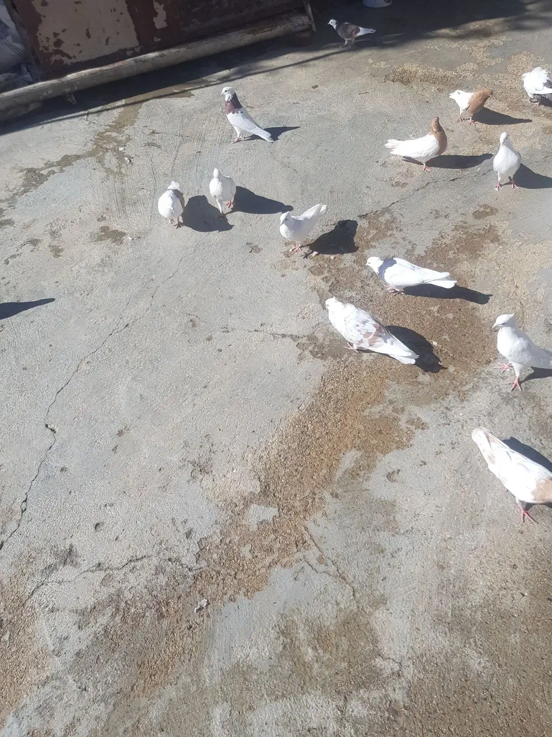 با سلام چندجوفت شونی دوم سفید کلی ودومی|پرنده|اشترینان, |دیوار