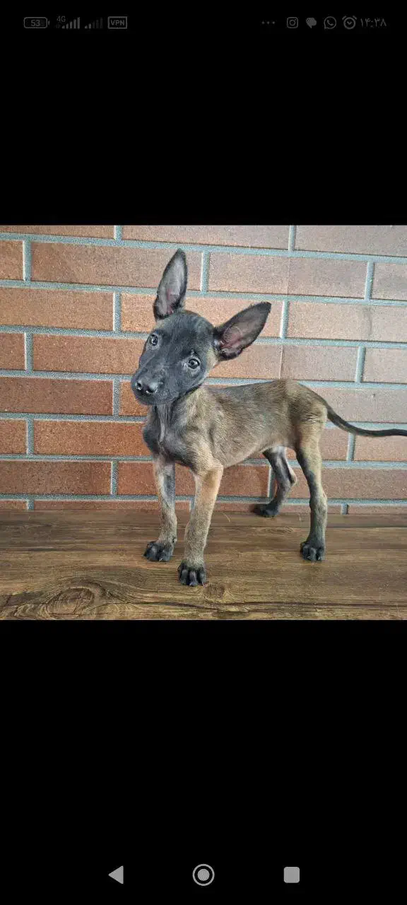 دو تا توله مالینیوز با کیفیت فوق العاده|سگ|زرگرشهر, |دیوار