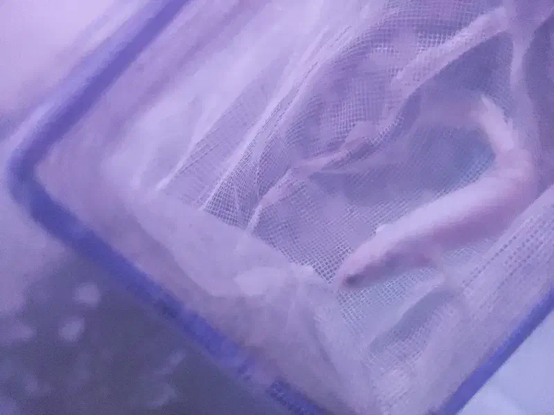 ماهی پولی|ماهی|پاکدشت, پاکدشت (مامازند)|دیوار