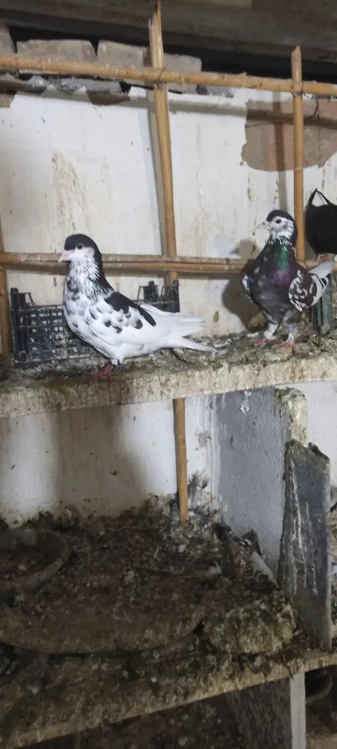 ساده افشان.کربلای.سار|پرنده|گالیکش, |دیوار