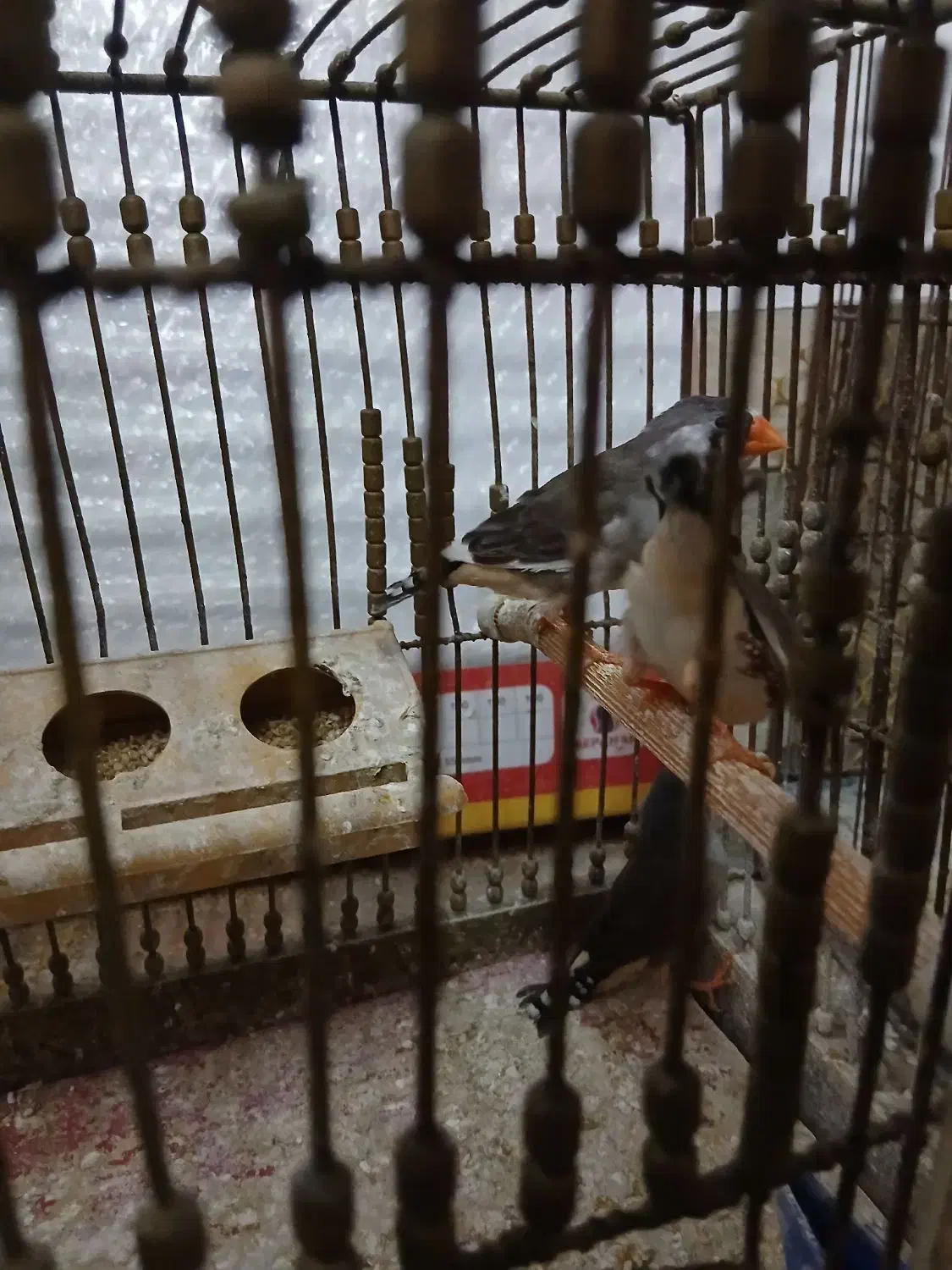 فنچ سالم|پرنده|رشت, سلیمانداراب|دیوار