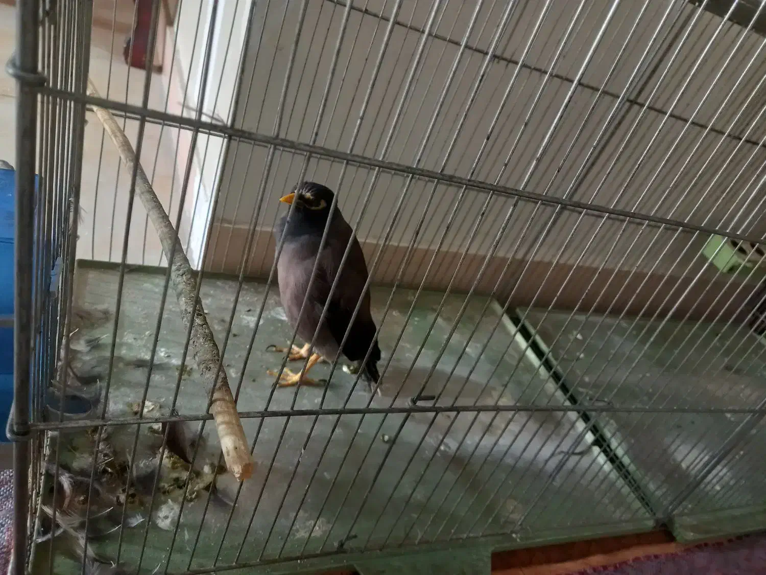 پرنده|پرنده|کرج, شاهینویلا|دیوار