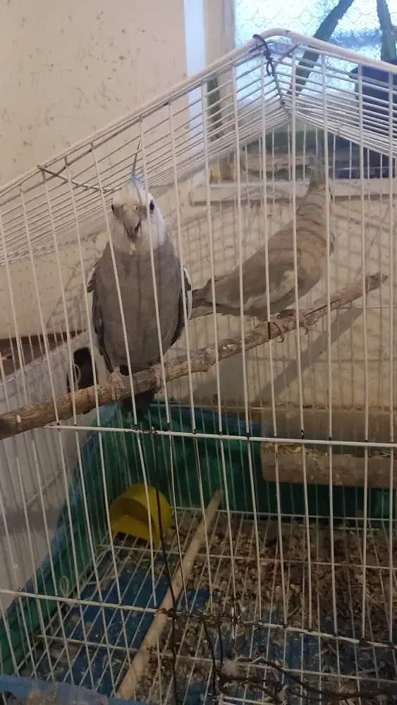 یک جفت عروس هلندی نر سخن گو|پرنده|یاسوج, |دیوار