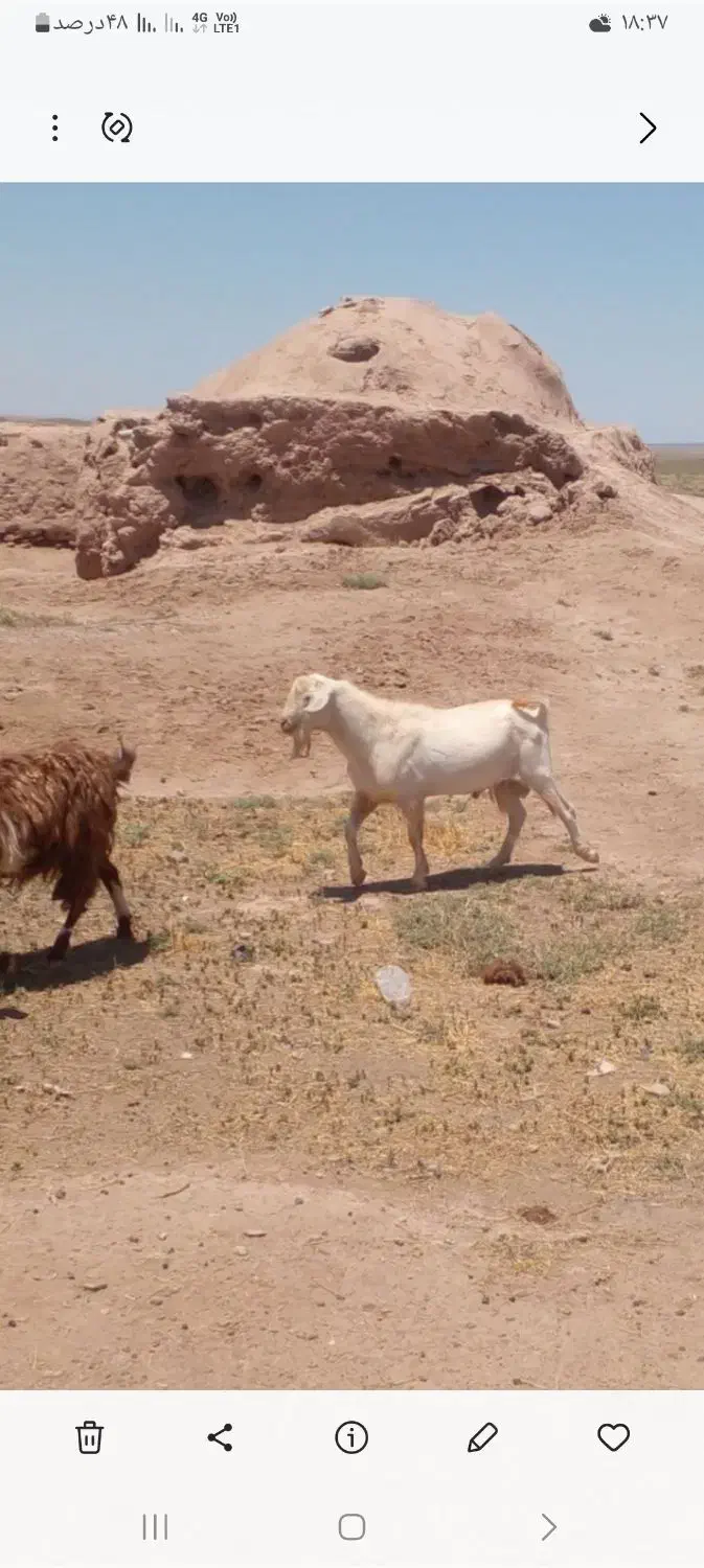 دوتا نربز|حیوانات مزرعه|فریمان, |دیوار