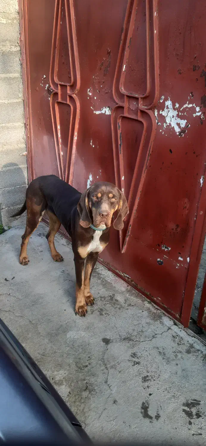 پوینتر ماده ۷ماهه آماده آموزش..|سگ|لاهیجان, کوی خزر|دیوار