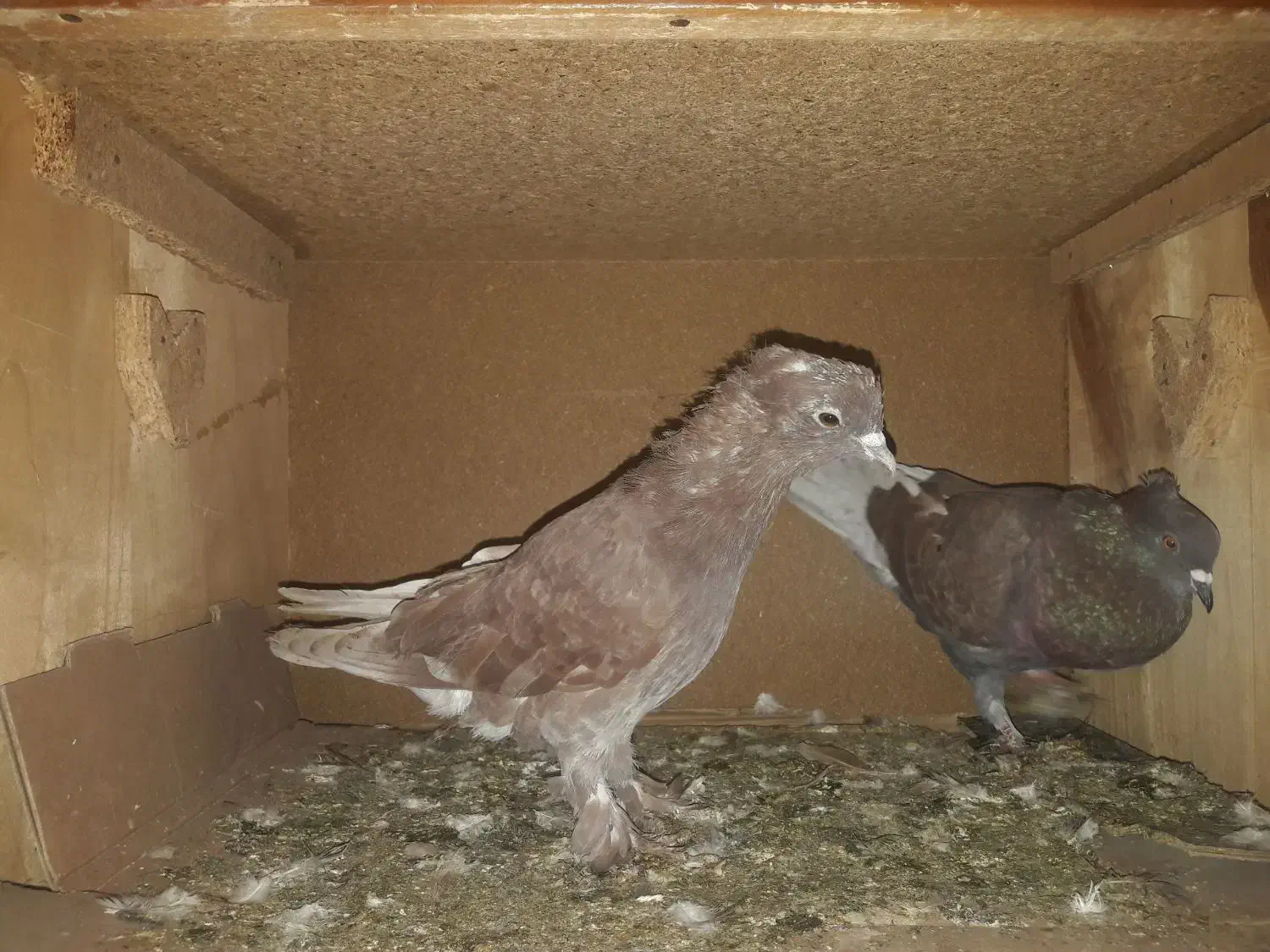 معاوضه|پرنده|گرگان, |دیوار