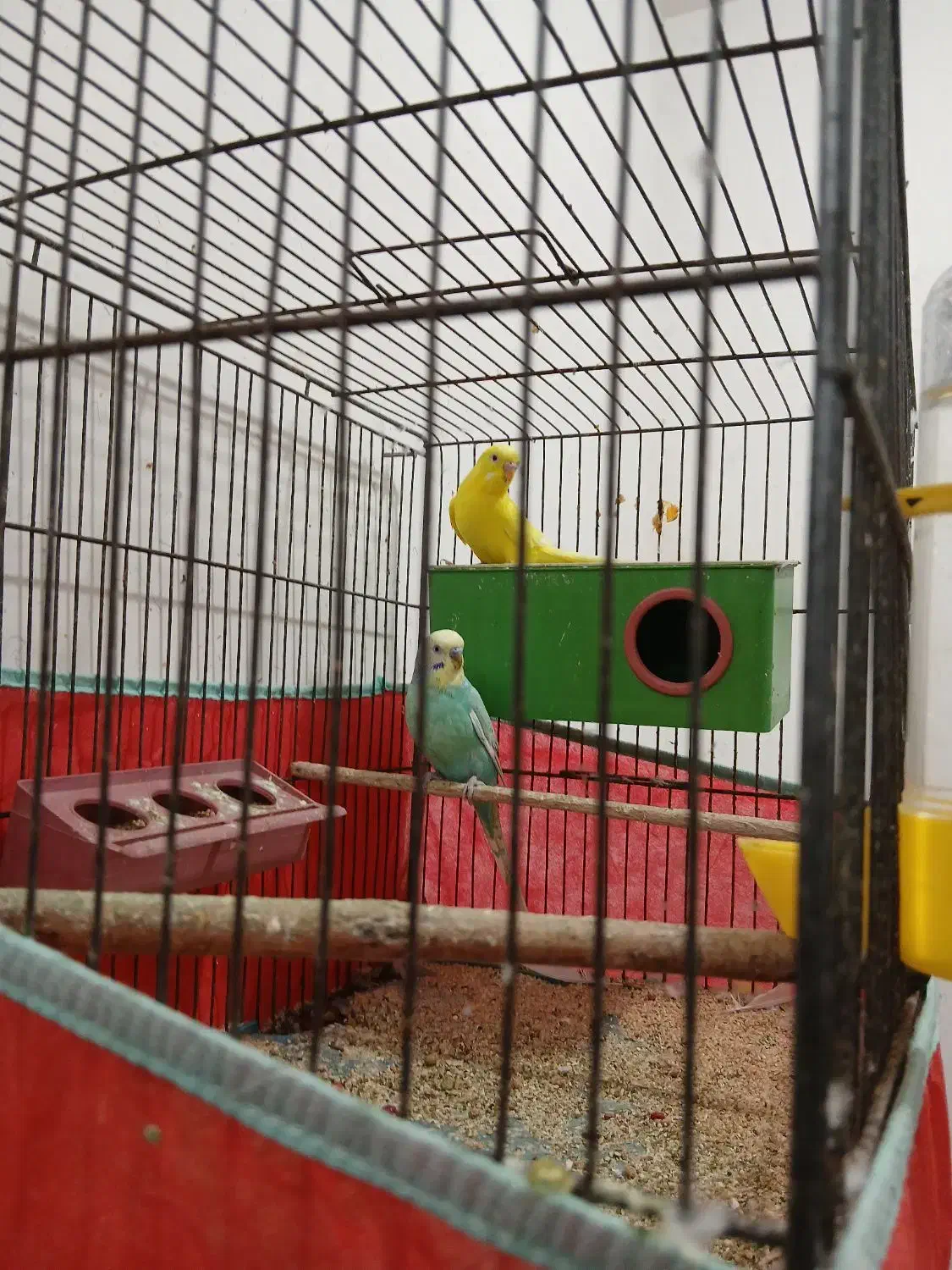 مرغ عشق|پرنده|میبد, |دیوار