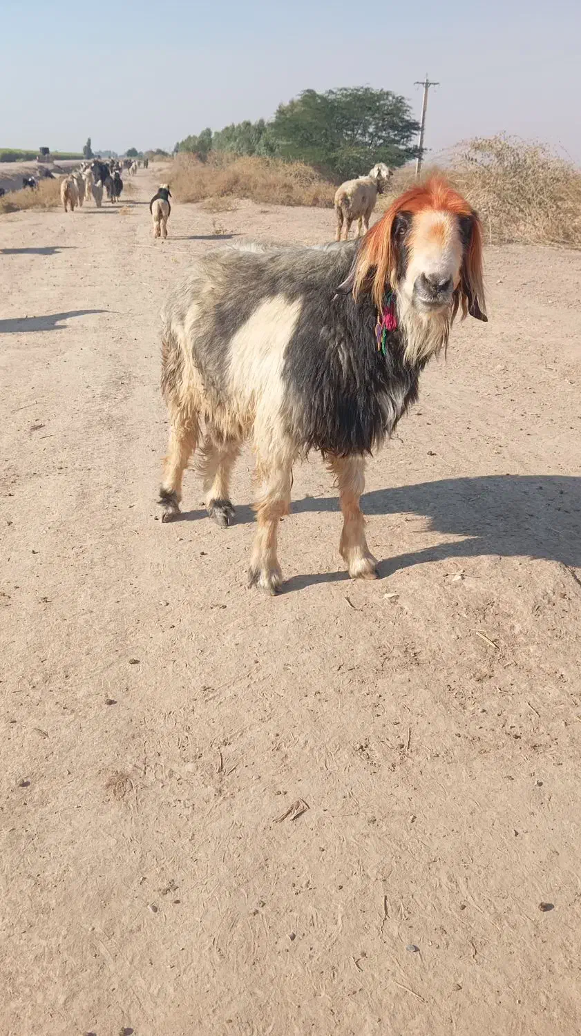 نرمیش|حیوانات مزرعه|لالی, |دیوار