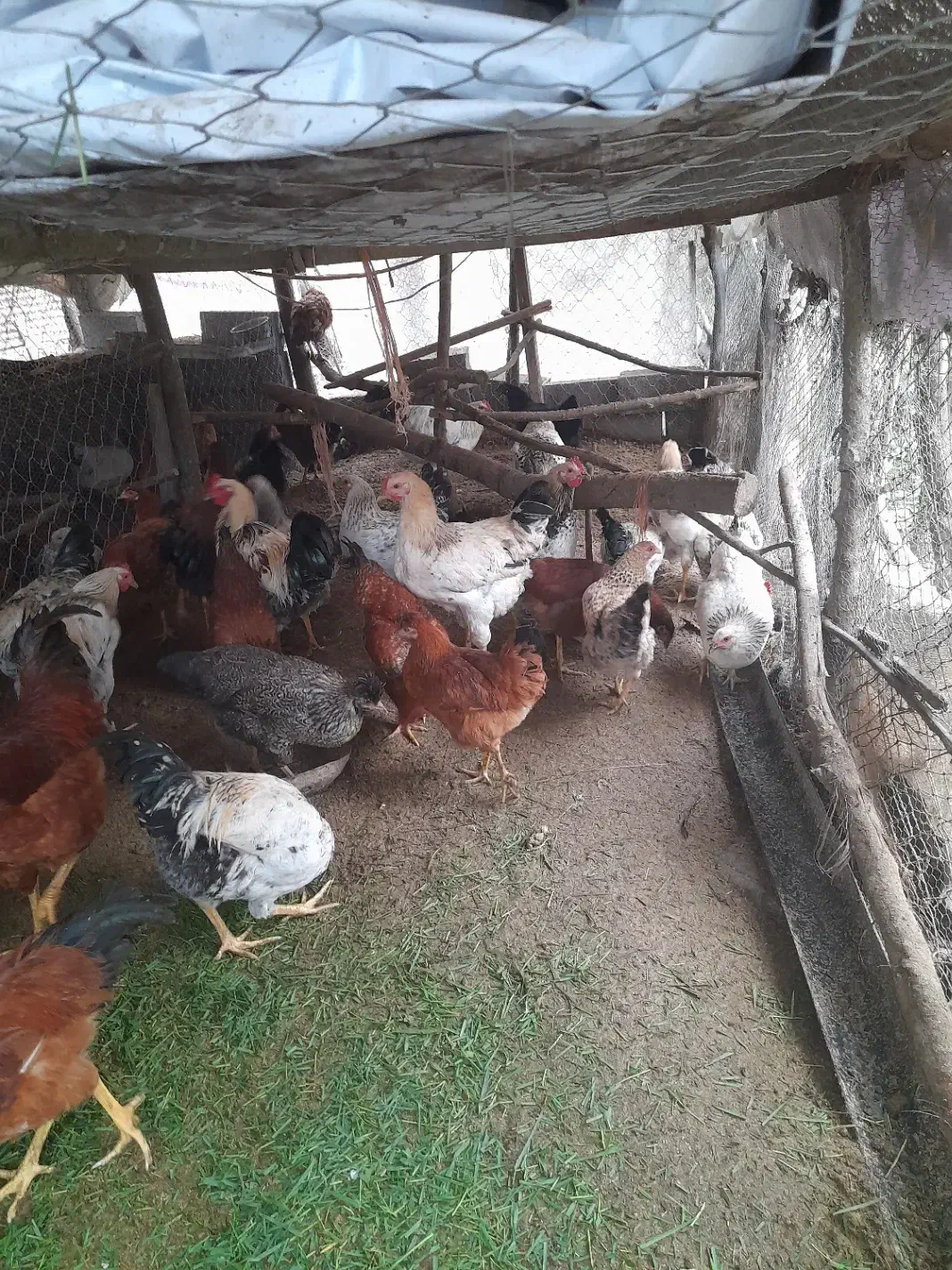 سلام تمام حیوانات با قیمت مناسب به فروش میرسد|حیوانات مزرعه|شلمان, |دیوار