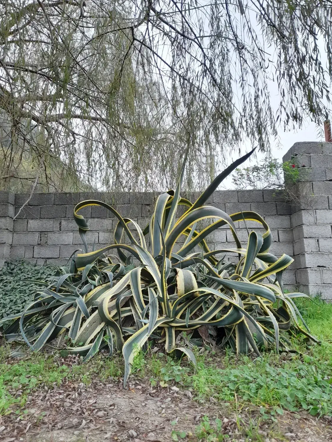 گل اگاو غول پیکر با کلی پاجوش ، رنگ ابلغ|گل و گیاه طبیعی|رامسر, |دیوار