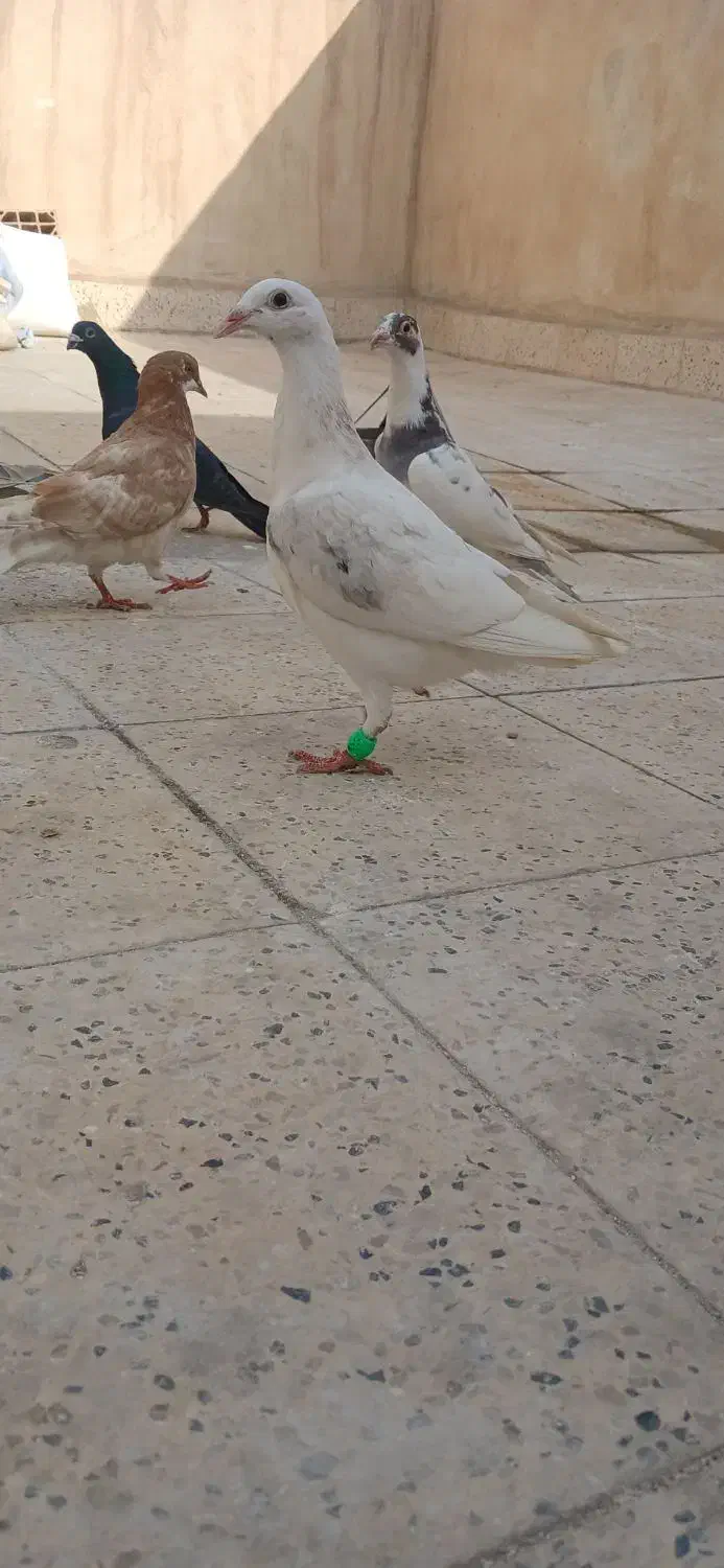 جوجه|حیوانات|مشهد, نظام دوست|دیوار