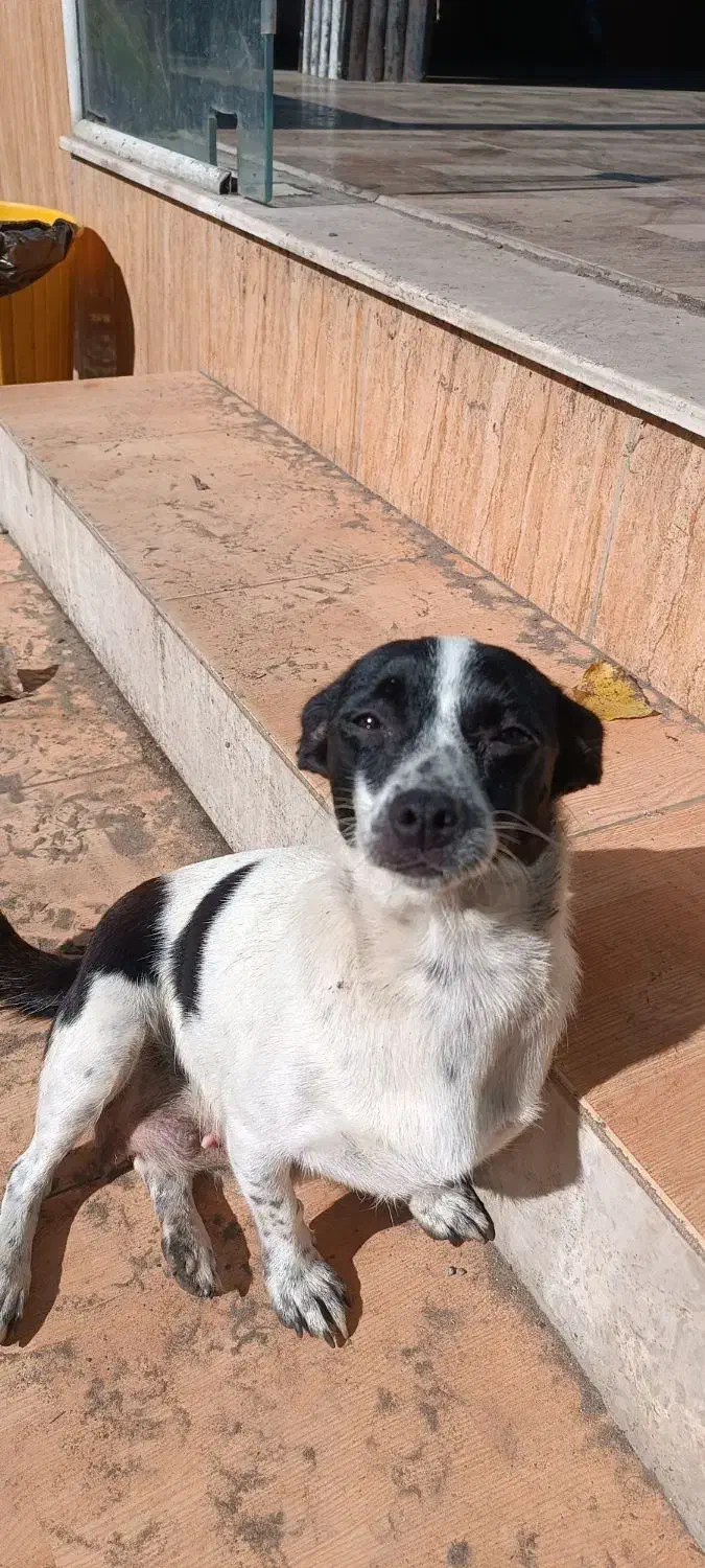 سگ،نژاد شیواوا|سگ|رودسر, |دیوار