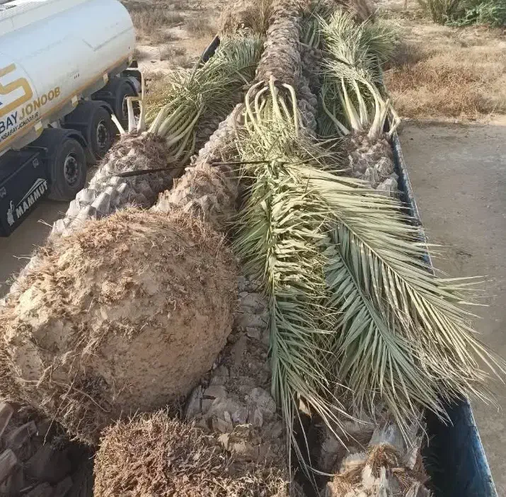 انواع نهال مرکبات|حراج|اصفهان, دانشگاه اصفهان|دیوار