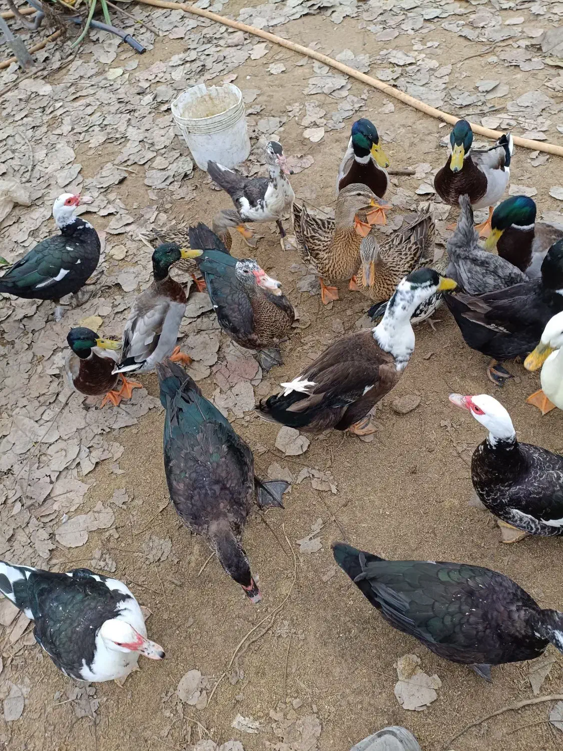 فروش اردک اسرائیلی ماده . اردک هوای|حیوانات مزرعه|سلمان‌شهر, |دیوار