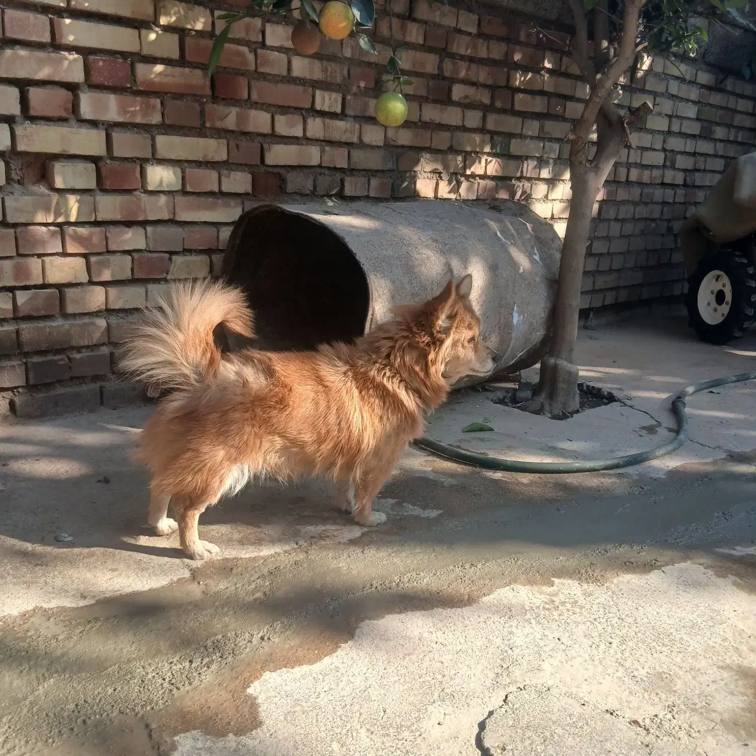 سگ پاکوتاه|سگ|تاتار علیا, |دیوار