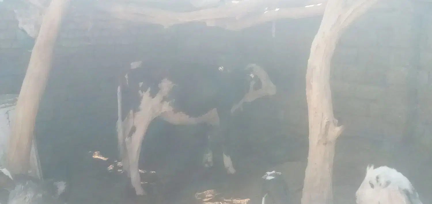 گاو خارجی ابست همرا با گوساله ماده|حیوانات مزرعه|زابل, |دیوار