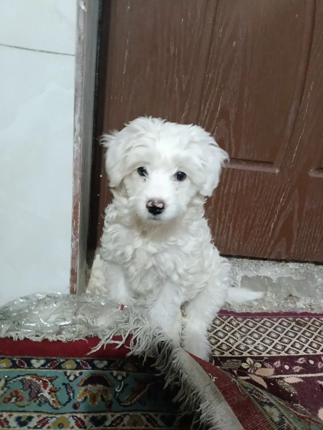 شیتزو تریر|سگ|بیرجند, |دیوار