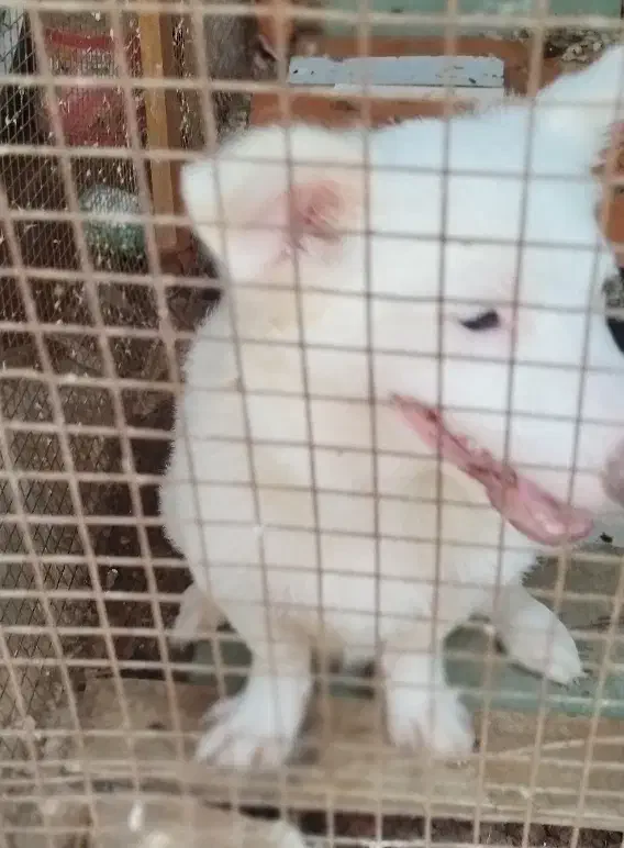 دو عدد سگ پشمی شیتزو ،اشپیز|سگ|بندرعباس, |دیوار