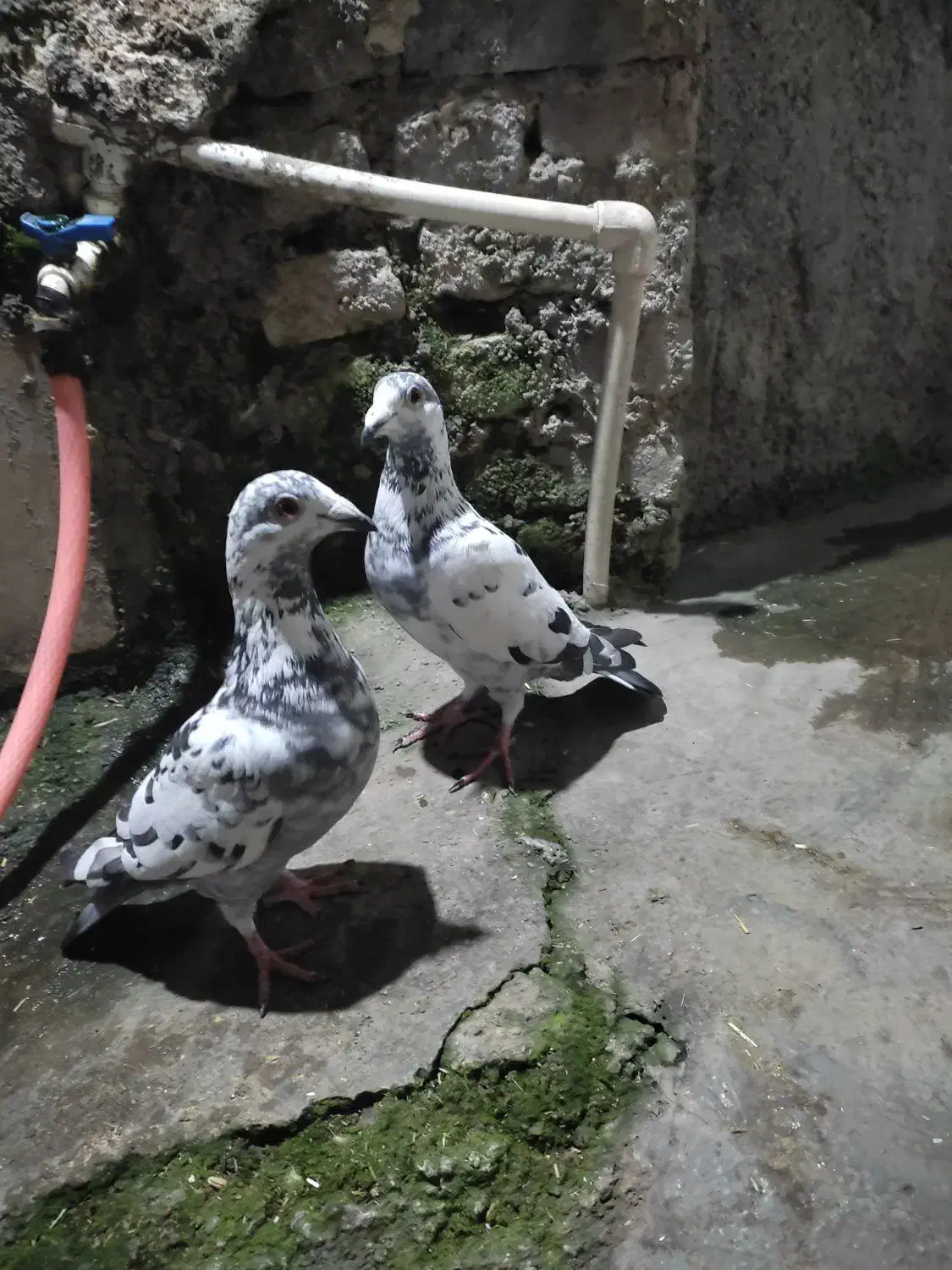 کبوتر|پرنده|گرگان, |دیوار