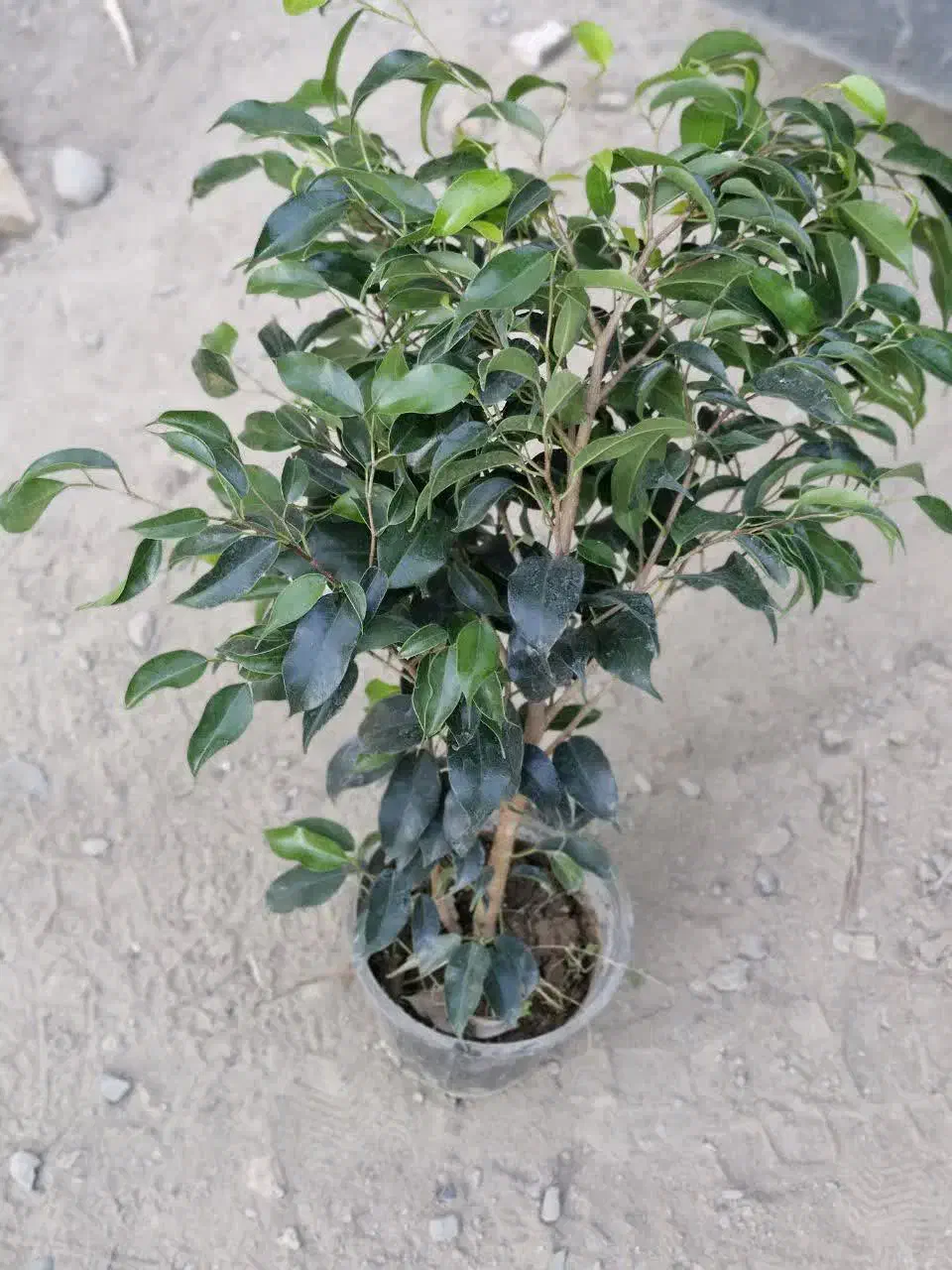 حراج فوق‌العاده تمامی گل های آگهی فقط 1.6.5ت|گل و گیاه طبیعی|مشهد, هدایت|دیوار