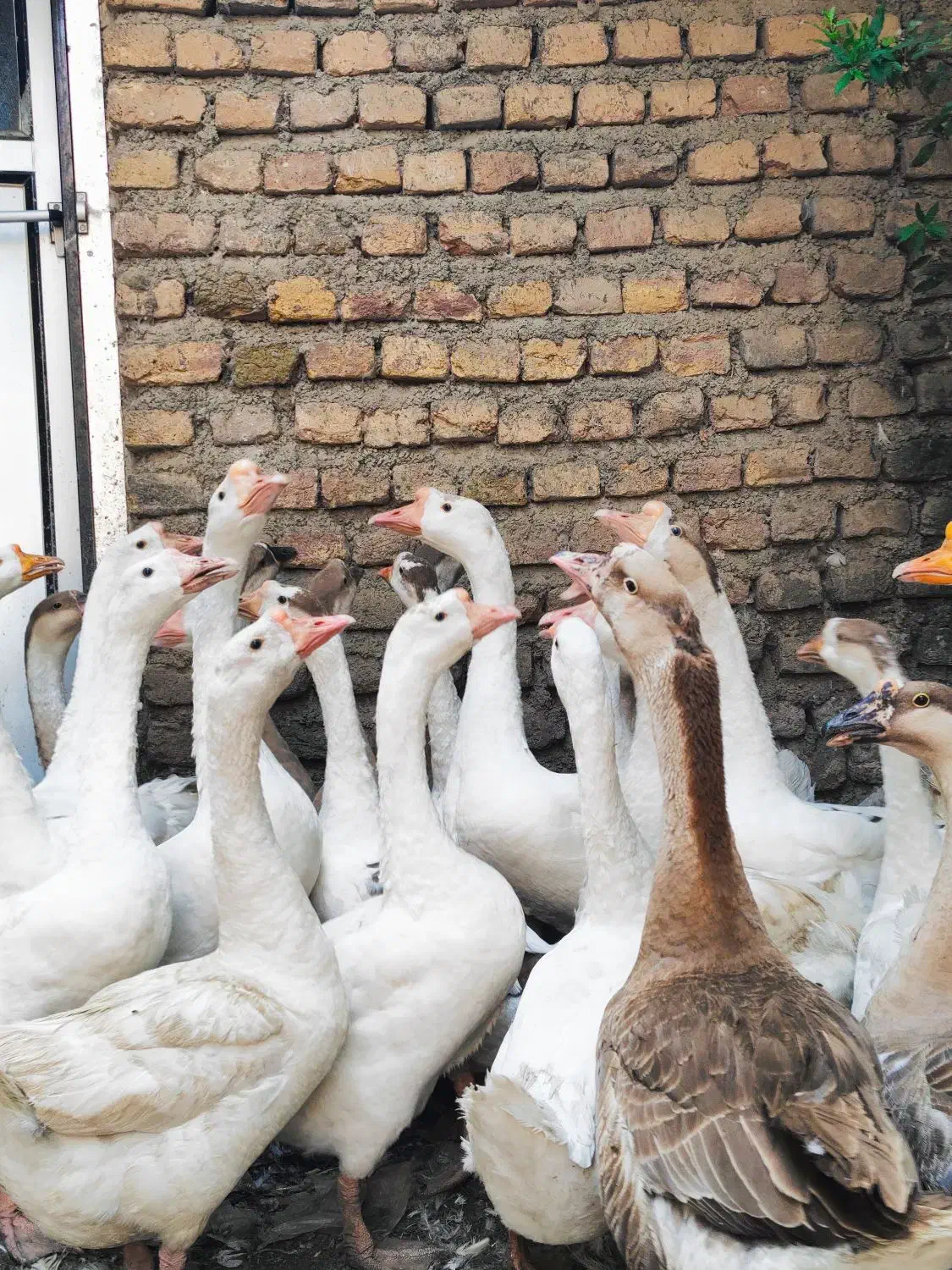 بوقلمون بوربون و قوغاز|حیوانات مزرعه|مینودشت, |دیوار