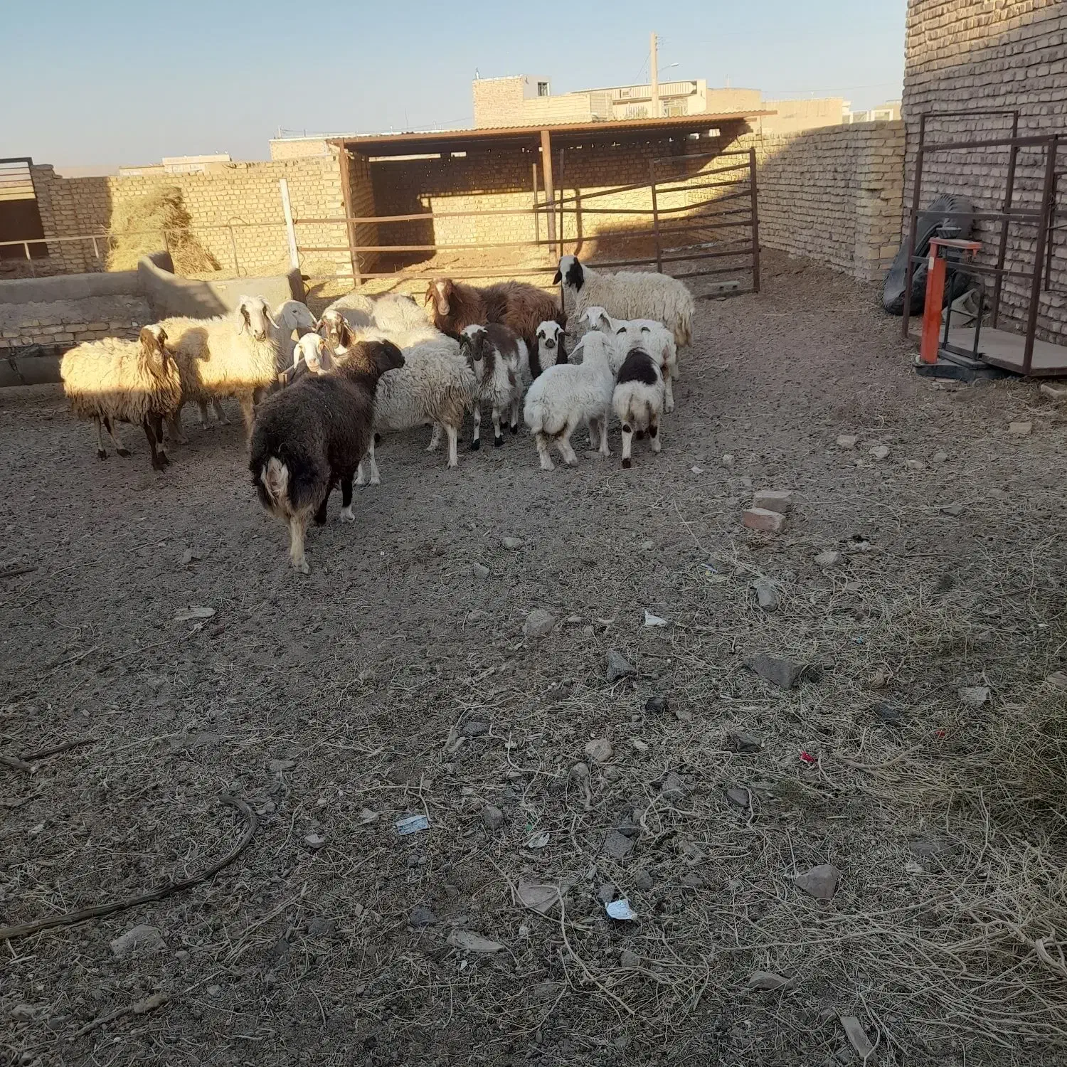 میش داشتی|حیوانات مزرعه|سده (خراسان جنوبی), |دیوار