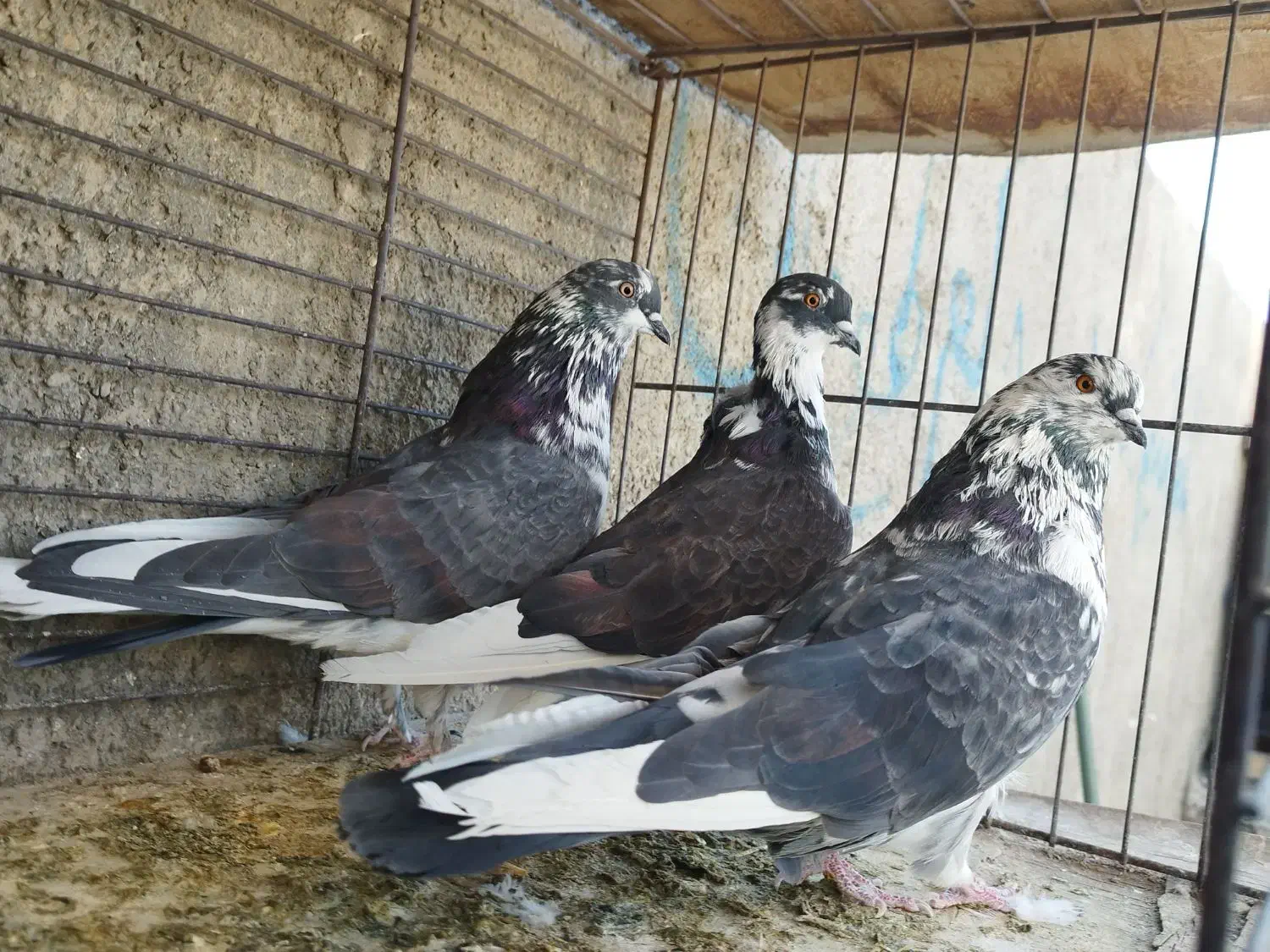 ستا قاره یک جفت کله دار گرگی|پرنده|هشتگرد, شهرک ریحانه|دیوار