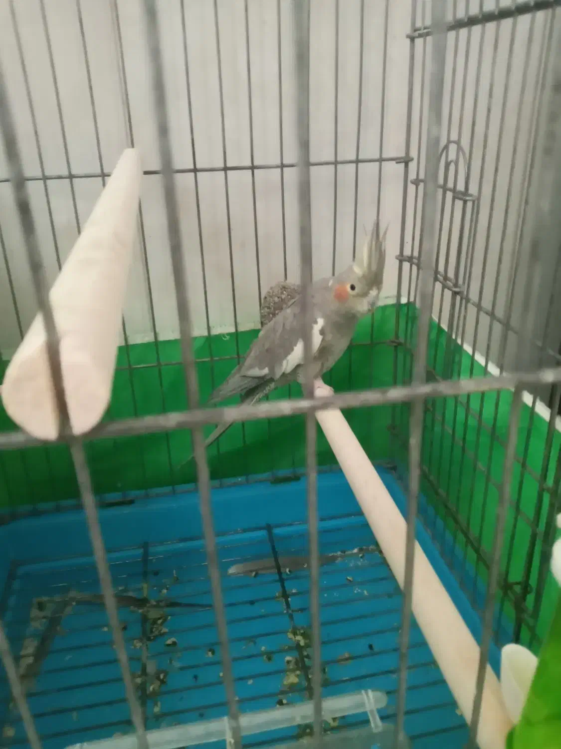 عروس هلندی ماده|پرنده|پاکدشت, پاکدشت (مامازند)|دیوار