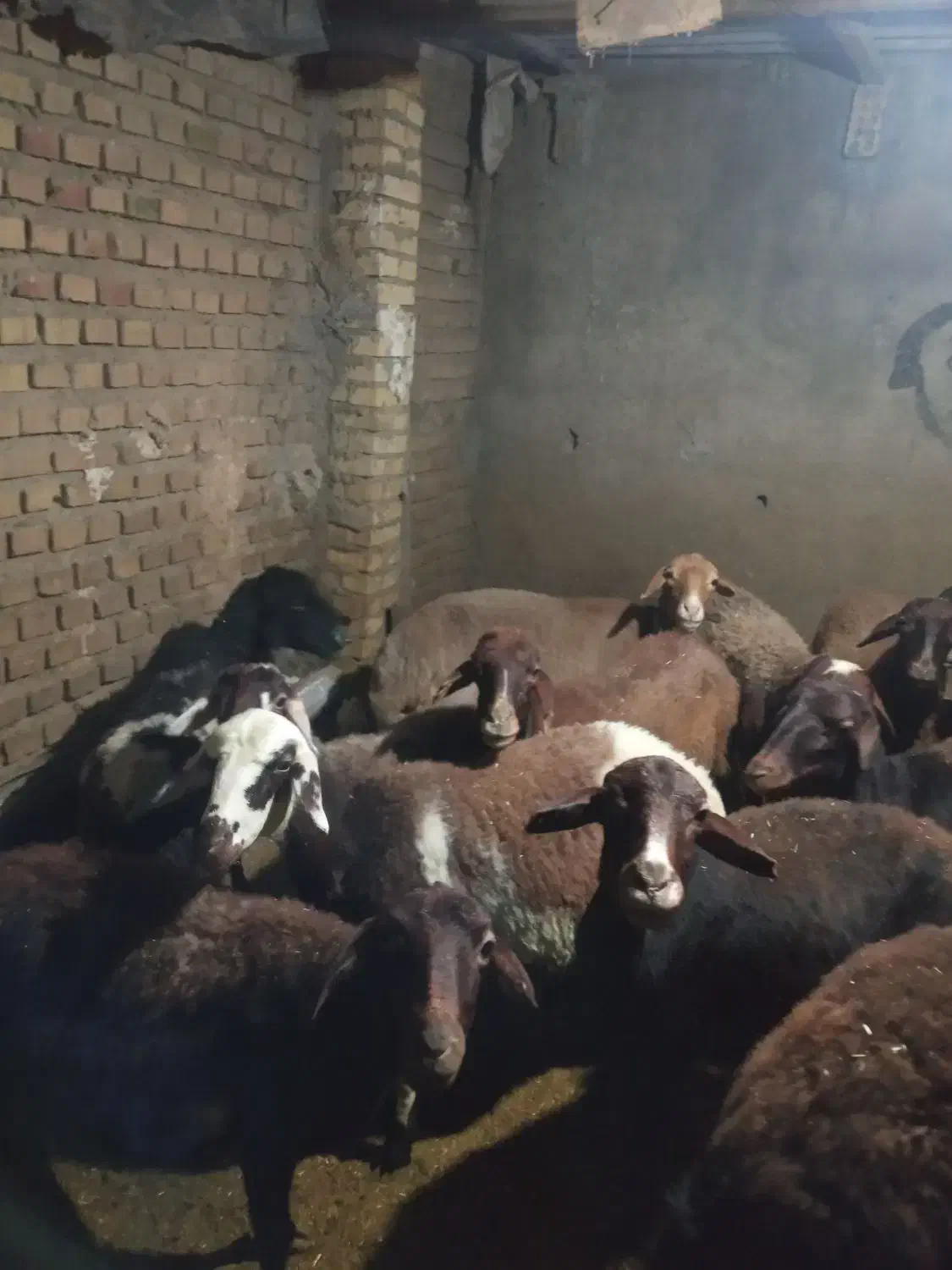 گوسفند|حیوانات مزرعه|رامیان, |دیوار