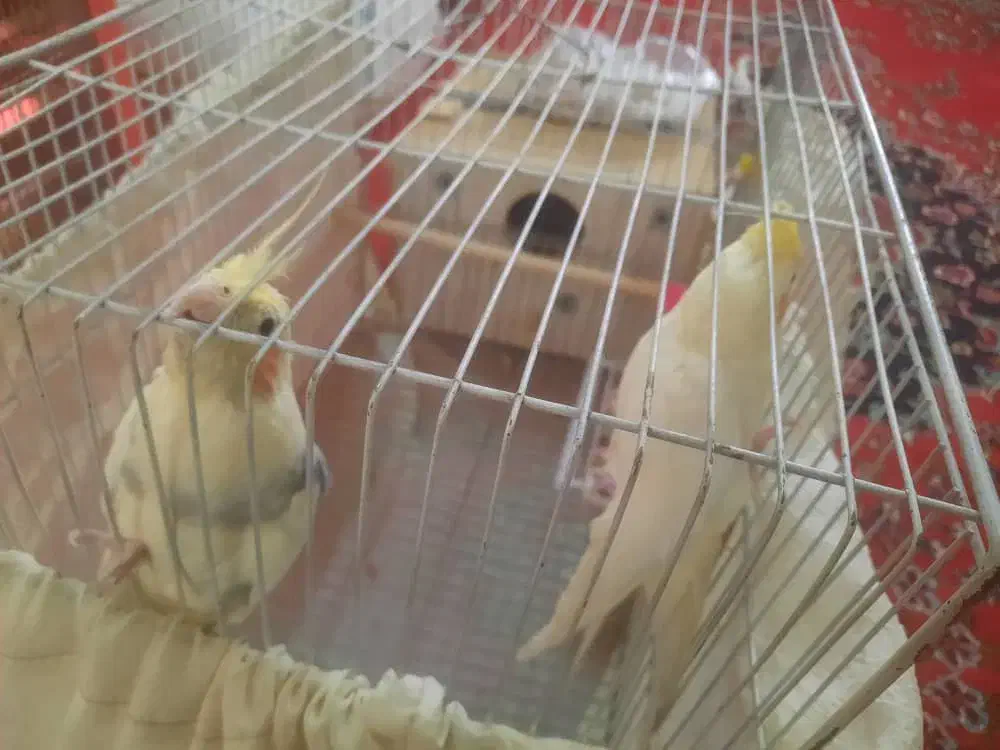 پرنده|پرنده|اصفهان, درب سیبه علیا|دیوار