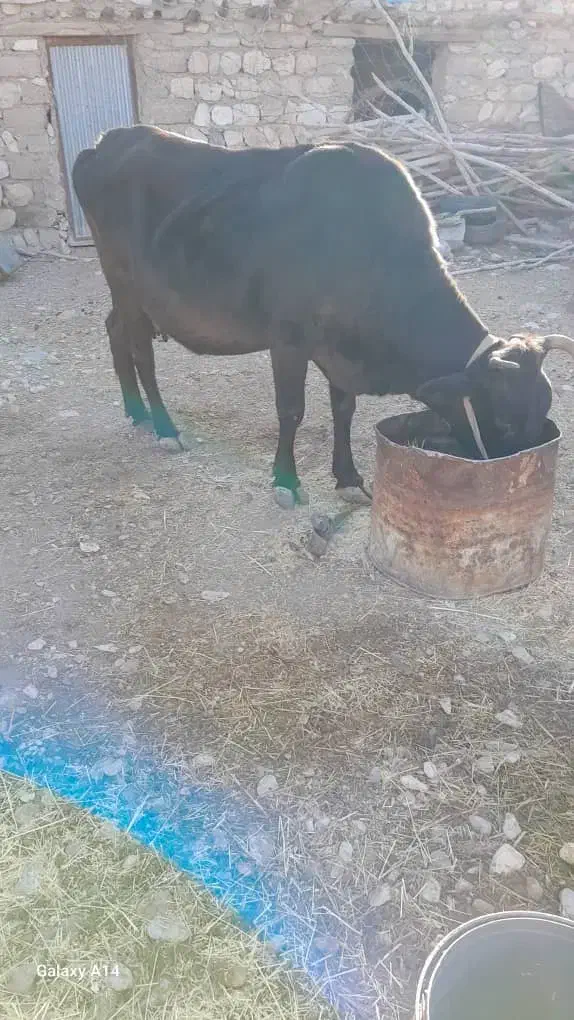 گاوفروشی|حیوانات مزرعه|باینگان, |دیوار