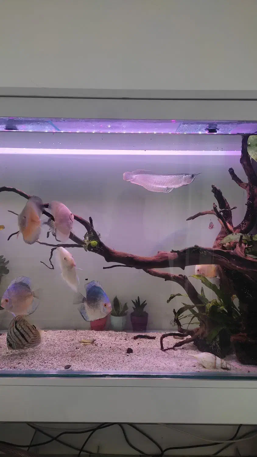 ماهی اروانا|ماهی|سنندج, |دیوار