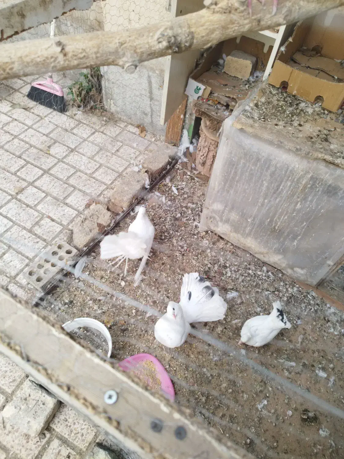 کبوتر|پرنده|مشهد, بهارستان|دیوار