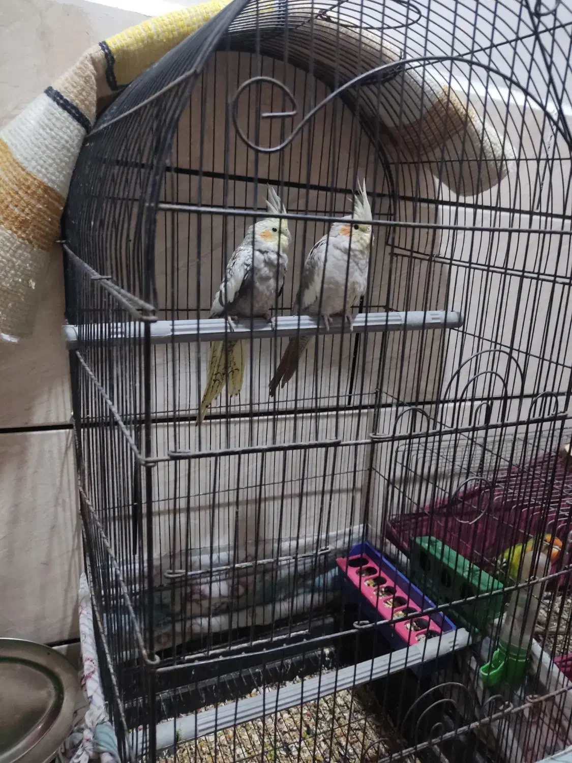 عروس پاریس|پرنده|کارون, |دیوار