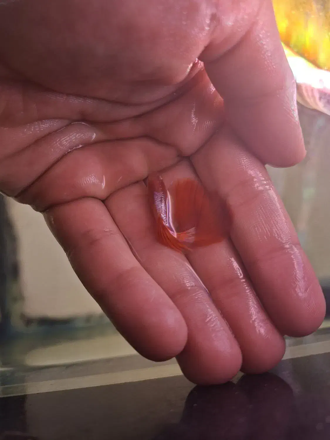 بچه ماهی گوپی|ماهی|سمنان, |دیوار