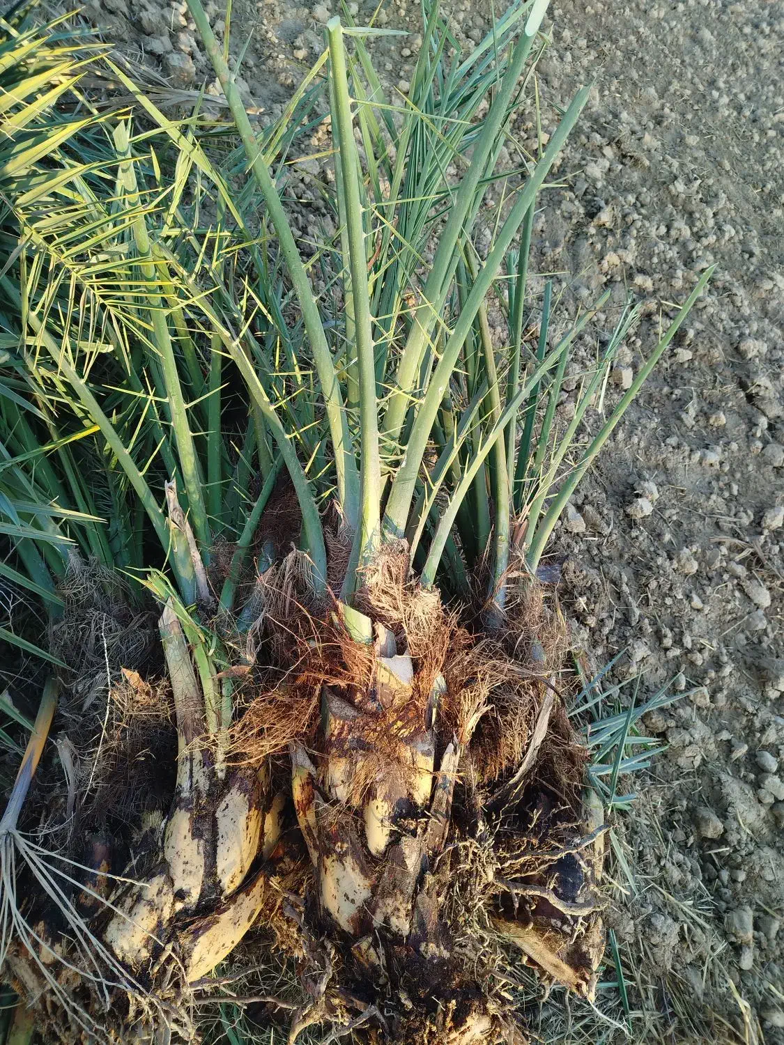 پاجوش نخل|خدمات باغبانی و درختکاری|رامشیر, |دیوار