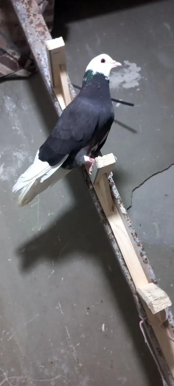 پلنگ ماده|پرنده|بم, |دیوار