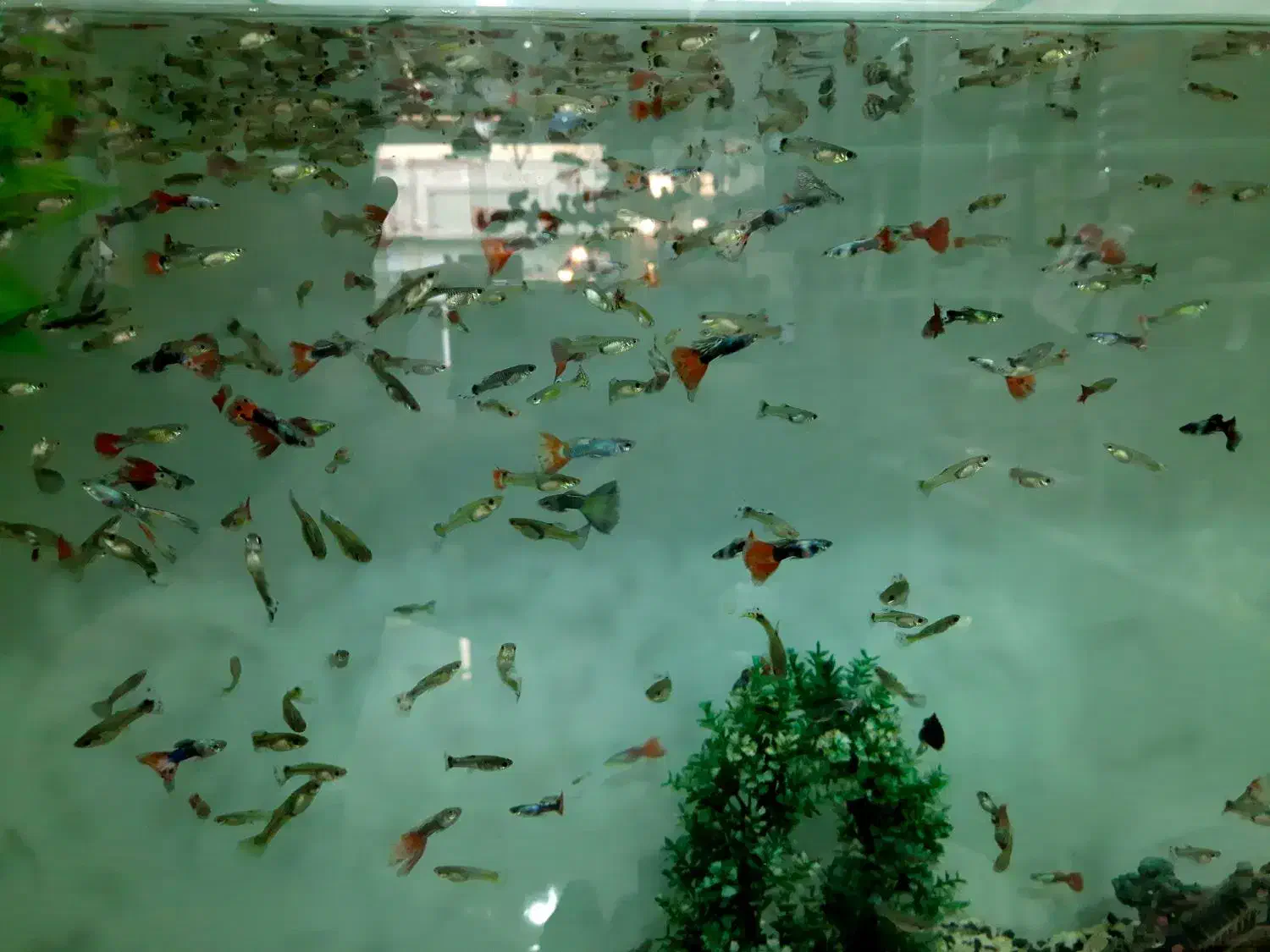 ماهی گوپی|ماهی|فردیس, شهرک سپاه|دیوار