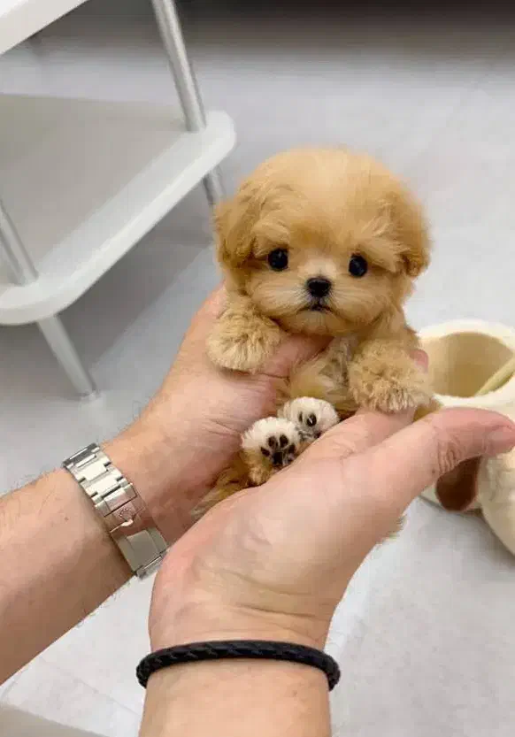 سگ فنجونی|سگ|شیراز, وصال|دیوار