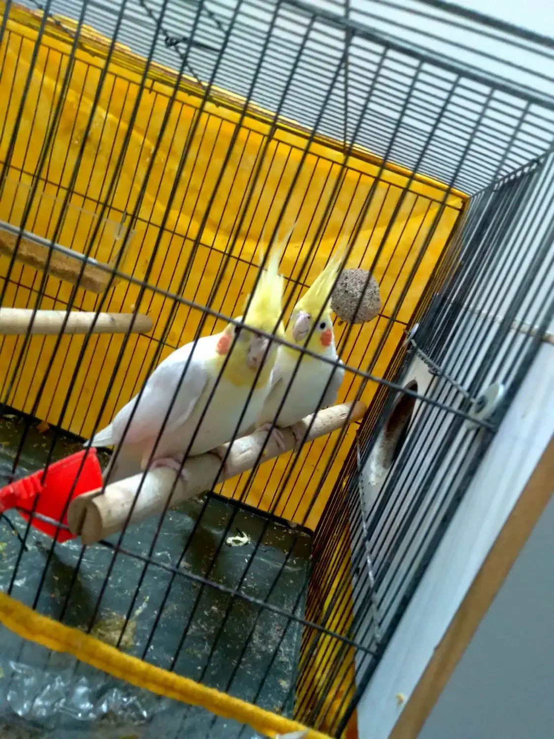 عروس هلندی جفت|پرنده|شلمان, |دیوار