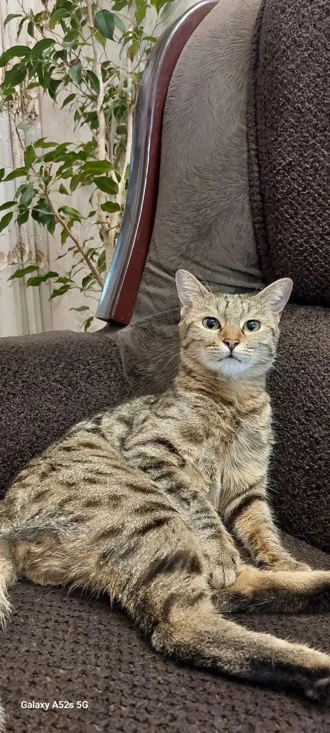 گربه گمشده|حیوانات|همدان, |دیوار