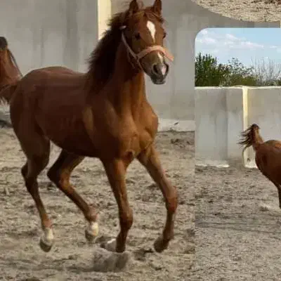 فروش اسب های عرب کرد دره شور.|اسب و تجهیزات اسب‌سواری|ماکو, |دیوار